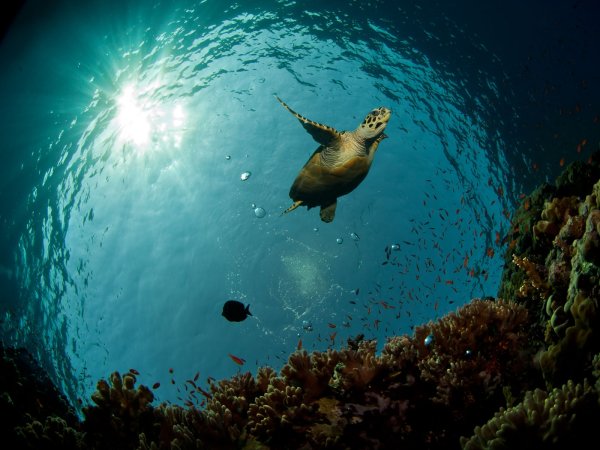 Тайны океана