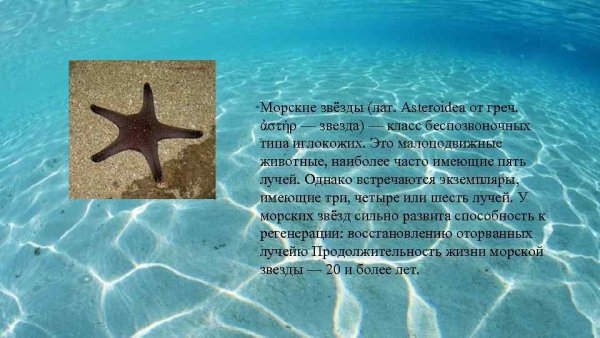 Иглокожие морские звезды 5 класс доклад