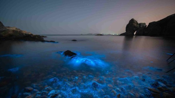 Водоросль ночесветка черное море