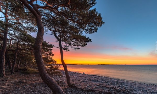 Сосны на берегу моря