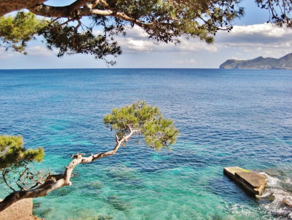 Средиземное море сосна Пиния