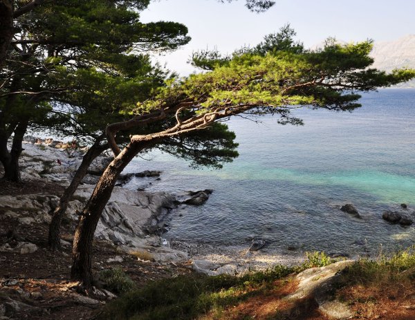 Сосны на берегу моря