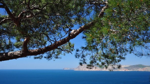 Мыс Мартьян можжевельник