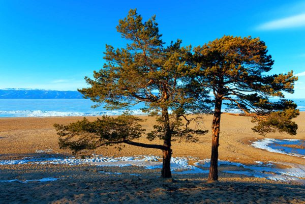 Сосновый Бор Ольхон