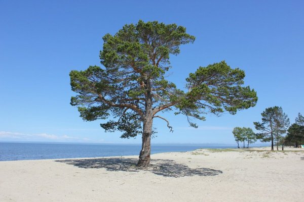 Байкал сосны