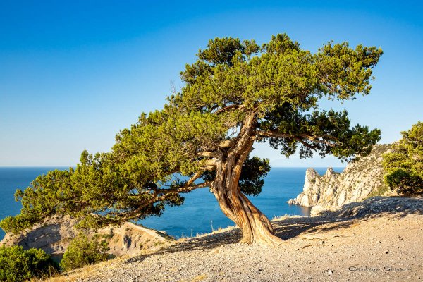 Сосна Крымская Фиолент