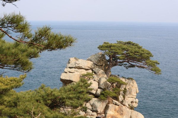 Хорватия Пицундская сосна и море