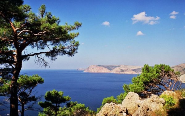 Море сосны горы