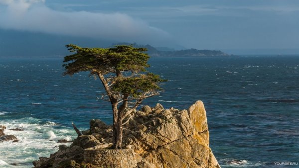 Одинокий Кипарис Калифорния