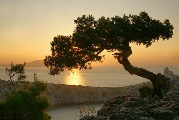 Сосна на горе