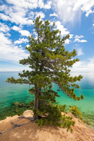 Сибирский кедр Байкал