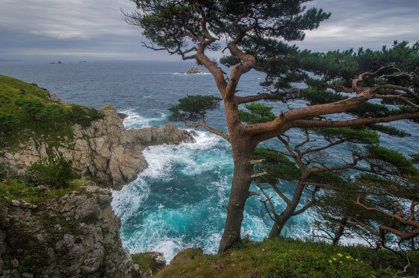 Дальневосточный морской заповедник густоцветковая сосна