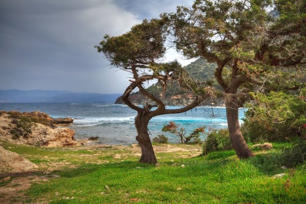 Крым кипарисы сосны берег моря