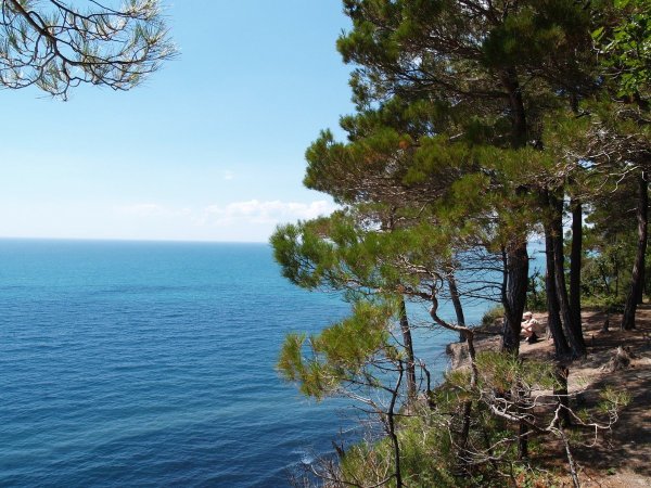 Сосна над морем