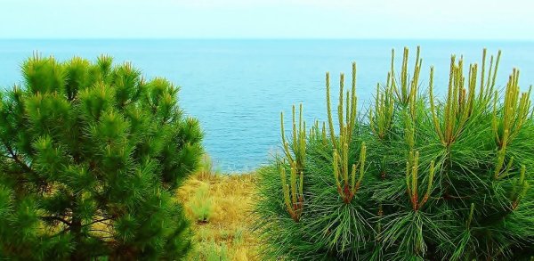 Сосна Черноморская