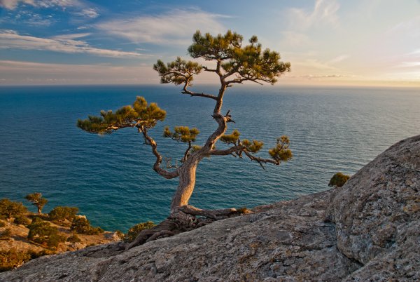 Кривая сосна Крым