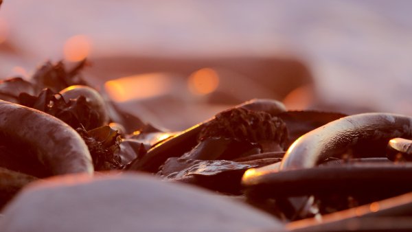 Макросъемка сладости