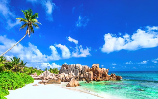 Пальмы и океан