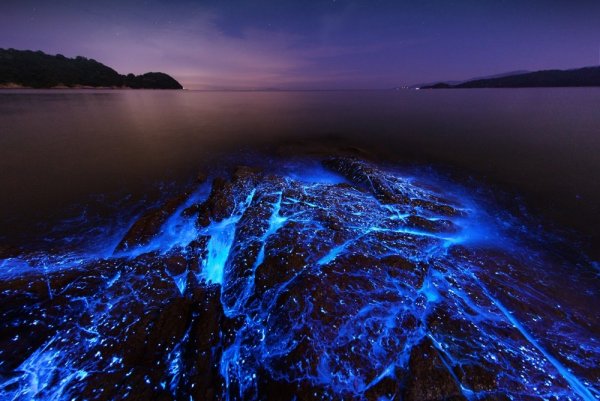 Подводный мир черного моря