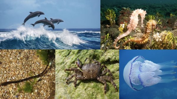 Ласковое море