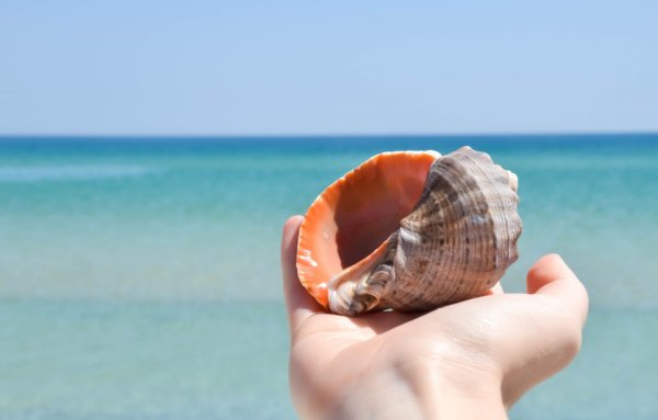 Море ракушки