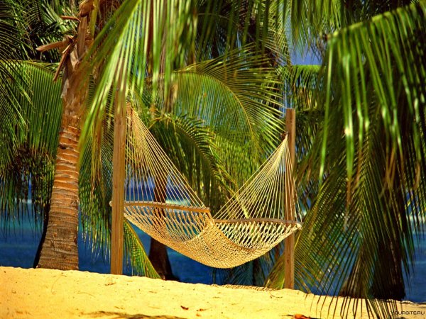 Гамак между пальмами