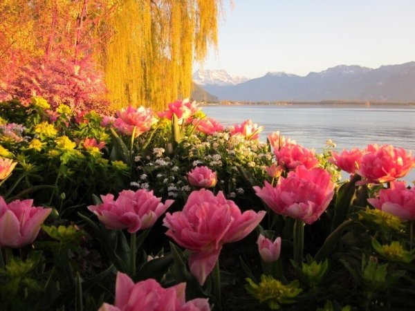 Цветы и море