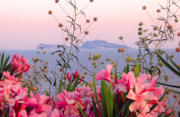 Цветы на побережье