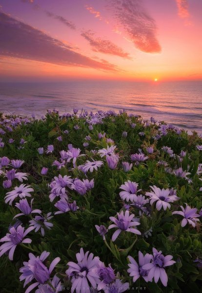 Природа море цветы