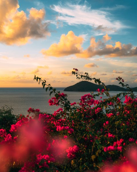 Цветы и море