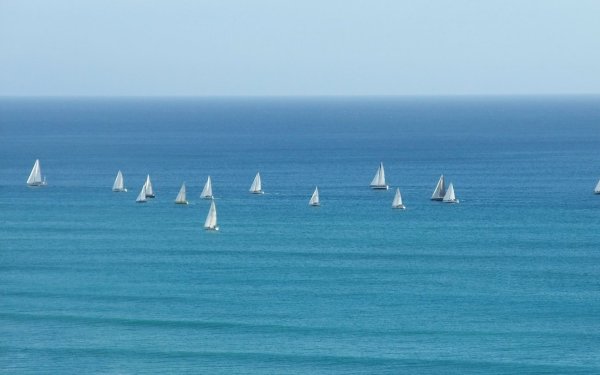Много парусников на море