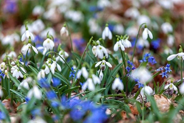 Подснежники в Крыму