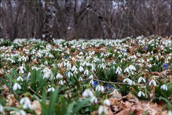 Цветение подснежников в Крыму