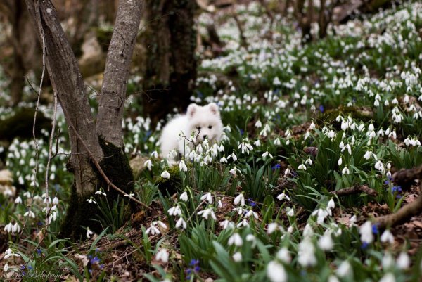 Подснежники в лесу