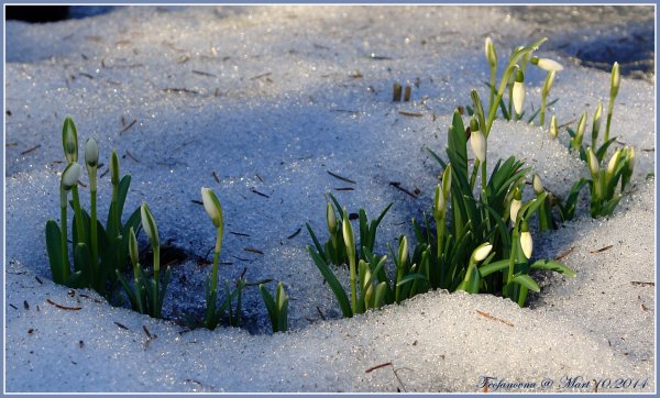 Армянские подснежники