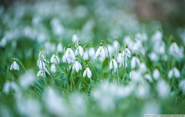 Поля подснежников в Крыму