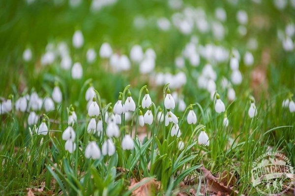 Море подснежников