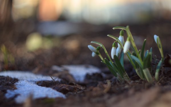 Подснежник Нераспустившийся