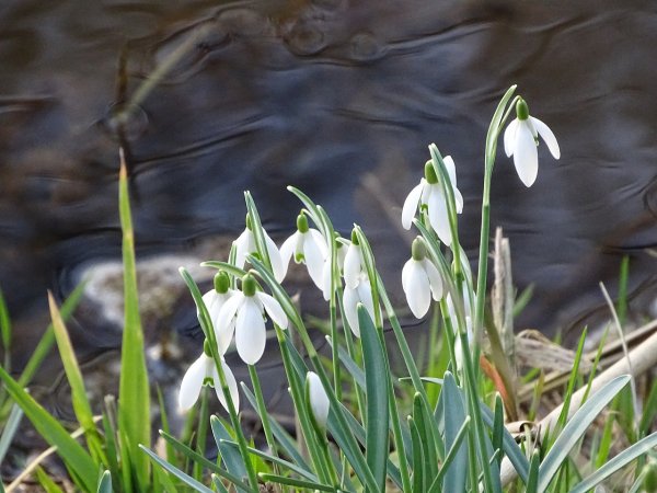 Подснежники в Абхазии