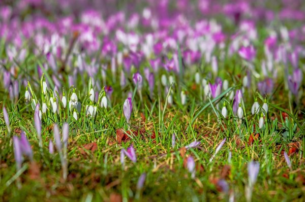 Цветы крокусы и подснежники