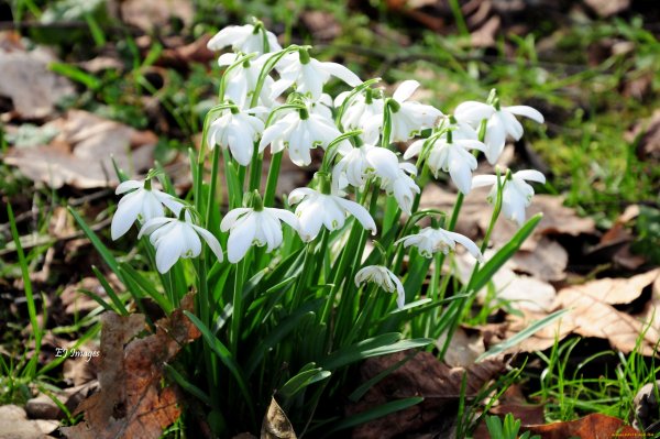 Подснежники фото