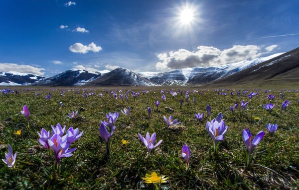 Долина крокусов Домбай