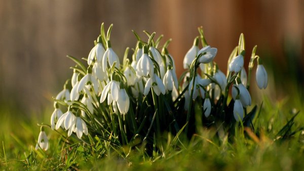Культурные сорта подснежников