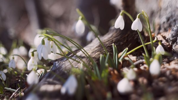 Подснежники Забайкалья