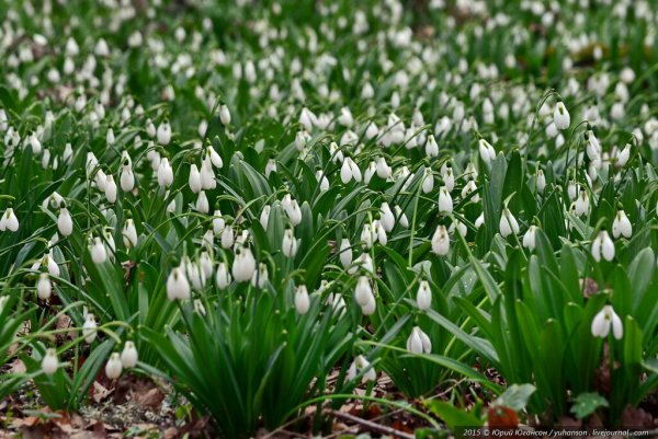Много подснежников