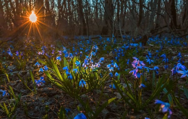 Пролески в Ставрополе