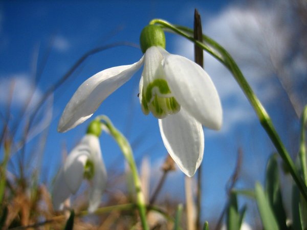 Подснежник плосколистный