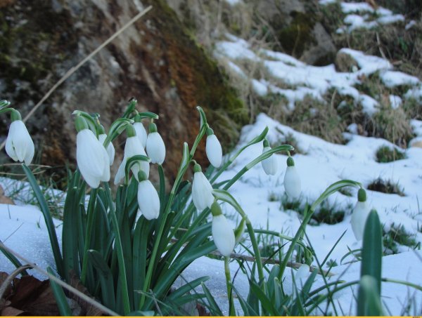 Подснежник узколистный