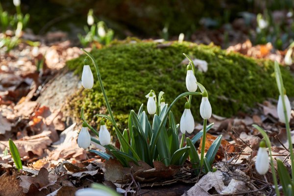 Пролеска Крокус Галантус