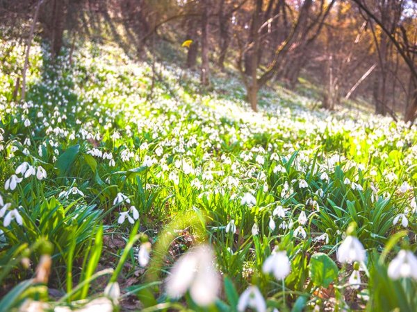 Подснежники на Аю Даг